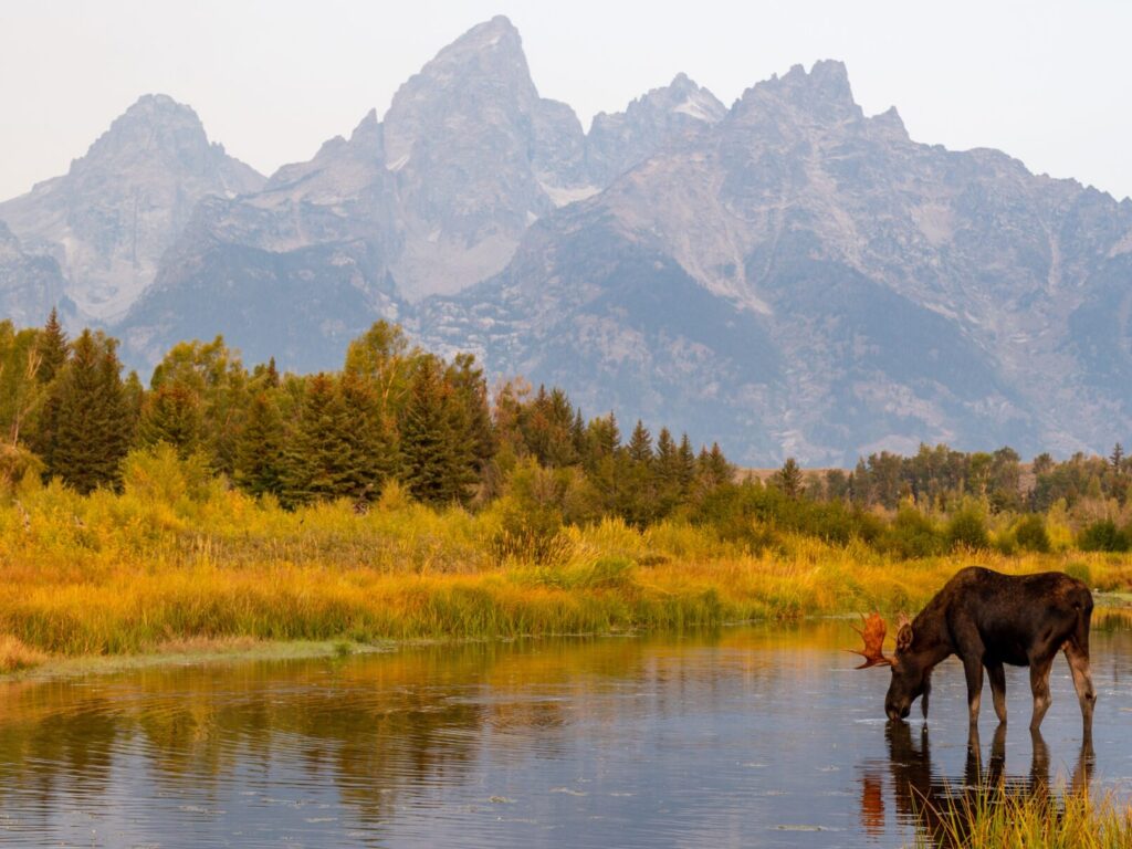 Wild Bull Moose in Grand Teton near Jackson Hole