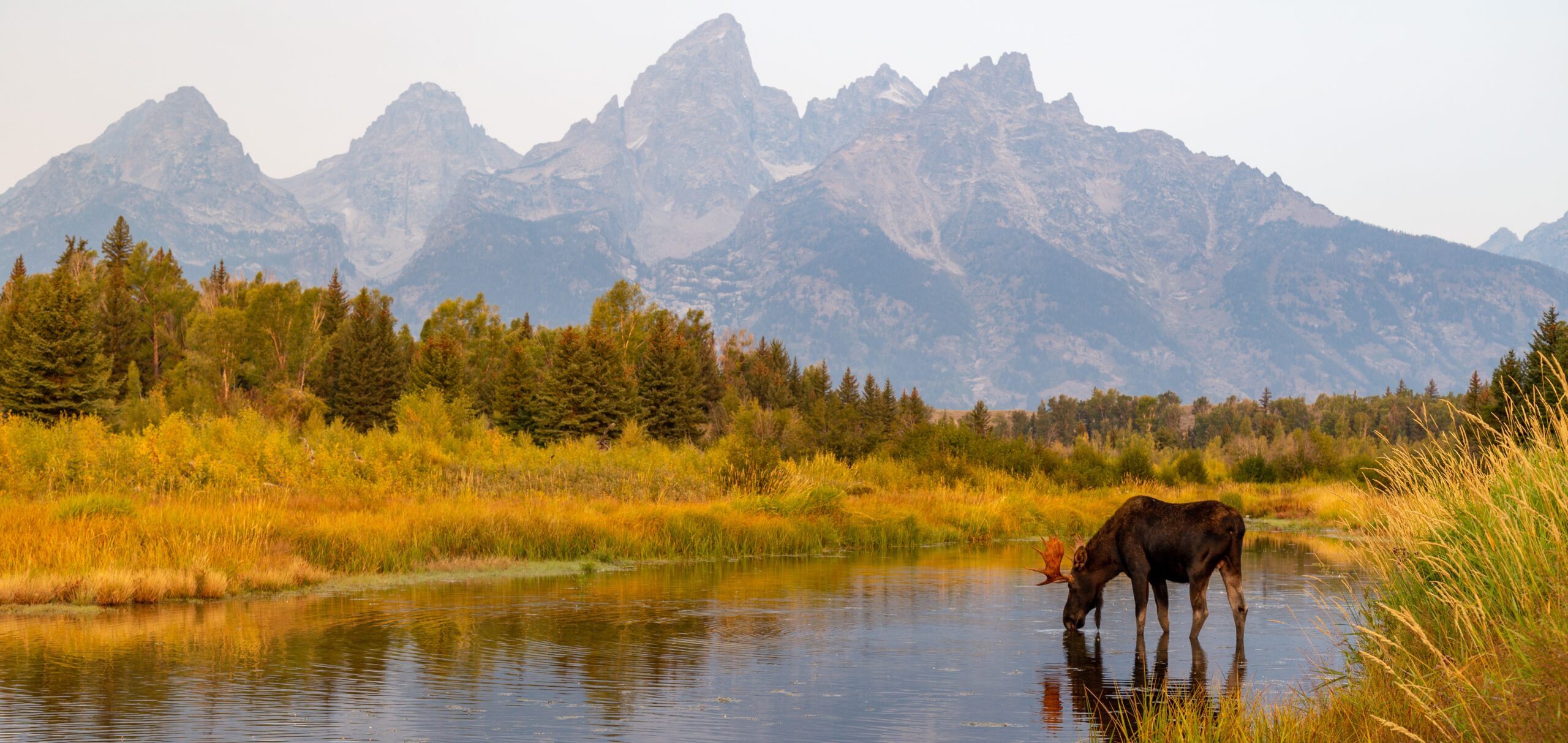 Wild Bull Moose in Grand Teton near Jackson Hole