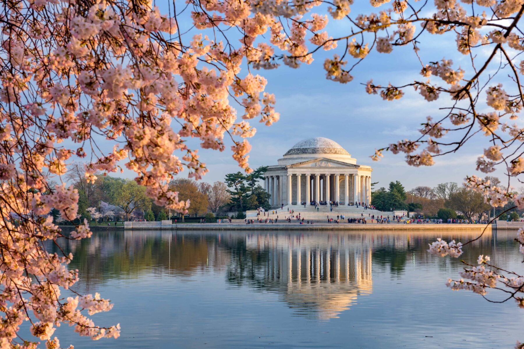 Washington DC Cherry Blossom season