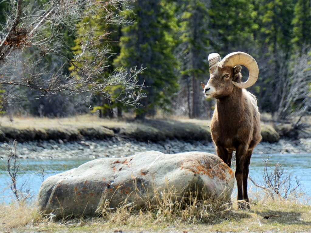 Jasper National Park, Alberta