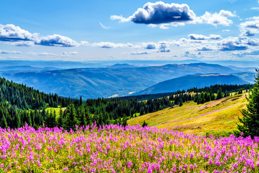 Alpine meadows in Sun Peaks, British Columbia