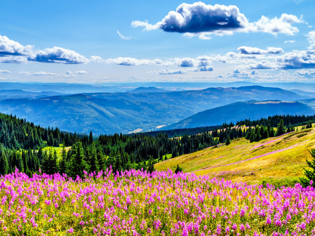 Alpine meadows in Sun Peaks, British Columbia