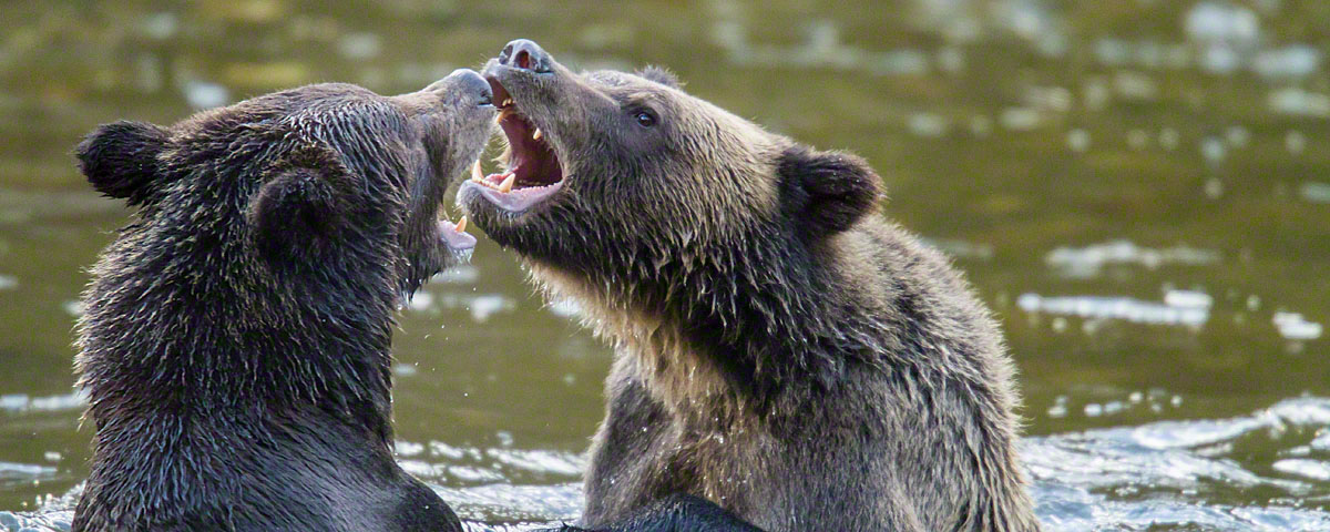 Bears near Great Bear Lodge