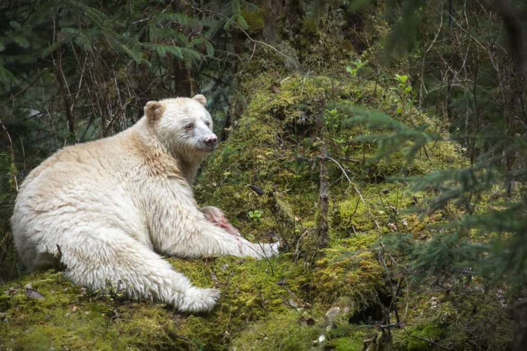 Spirit Bear in the wild