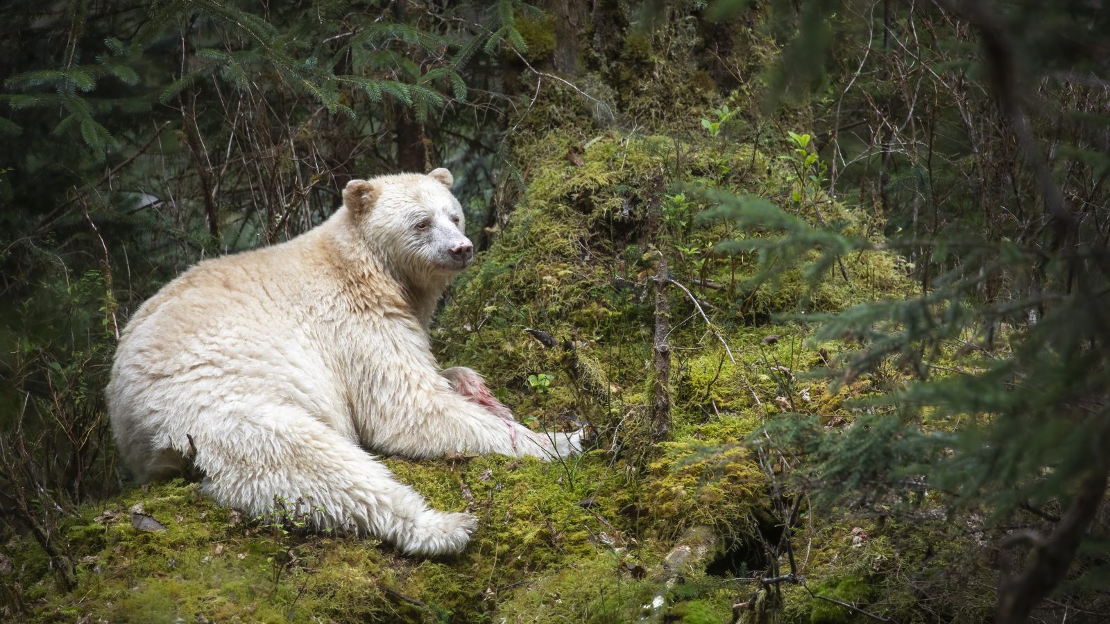 Spirit Bear in the wild