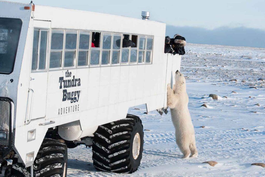 Polar bear reaching up to Tundra Buggy Lodge vehicle