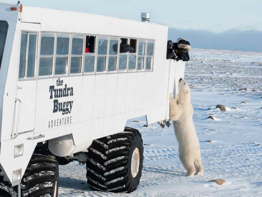 Polar bear reaching up to Tundra Buggy Lodge vehicle