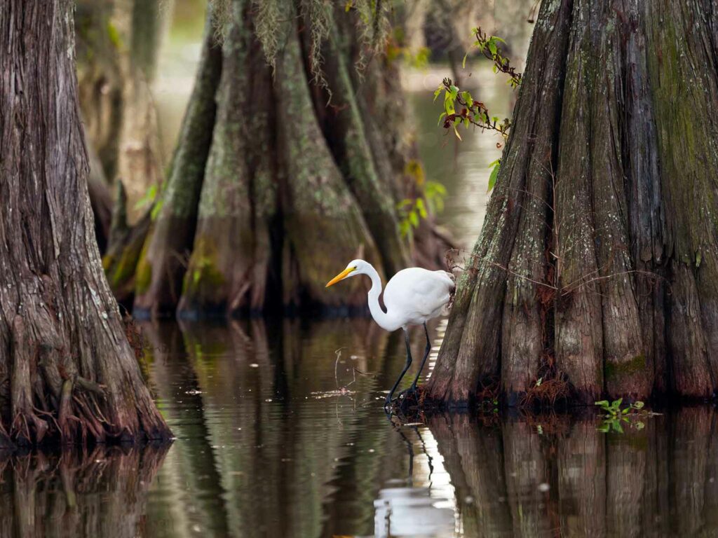 Great Egret in Cajun Country Swamp