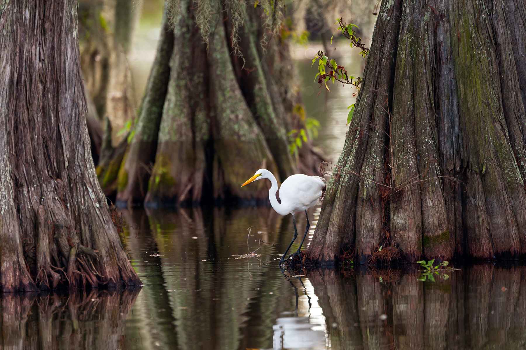 Great Egret in Cajun Country Swamp