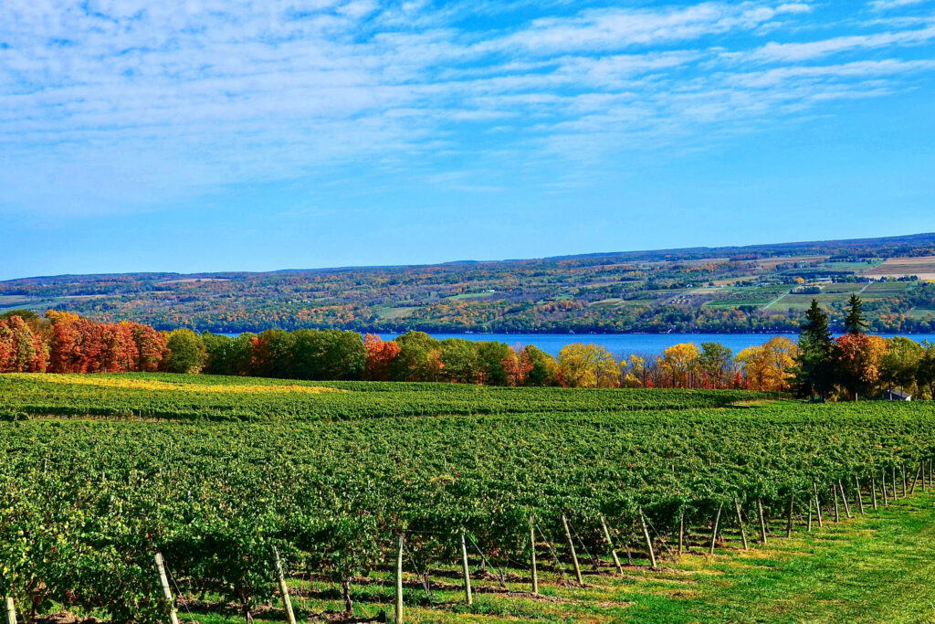 Landscape with grape vineyard, hills and Seneca Lake, in the heart of Finger Lakes Wine Country, New York