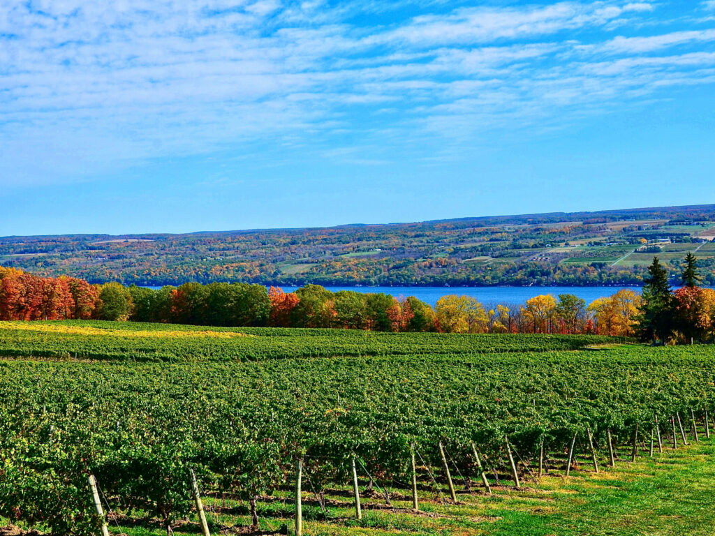 Landscape with grape vineyard, hills and Seneca Lake, in the heart of Finger Lakes Wine Country, New York