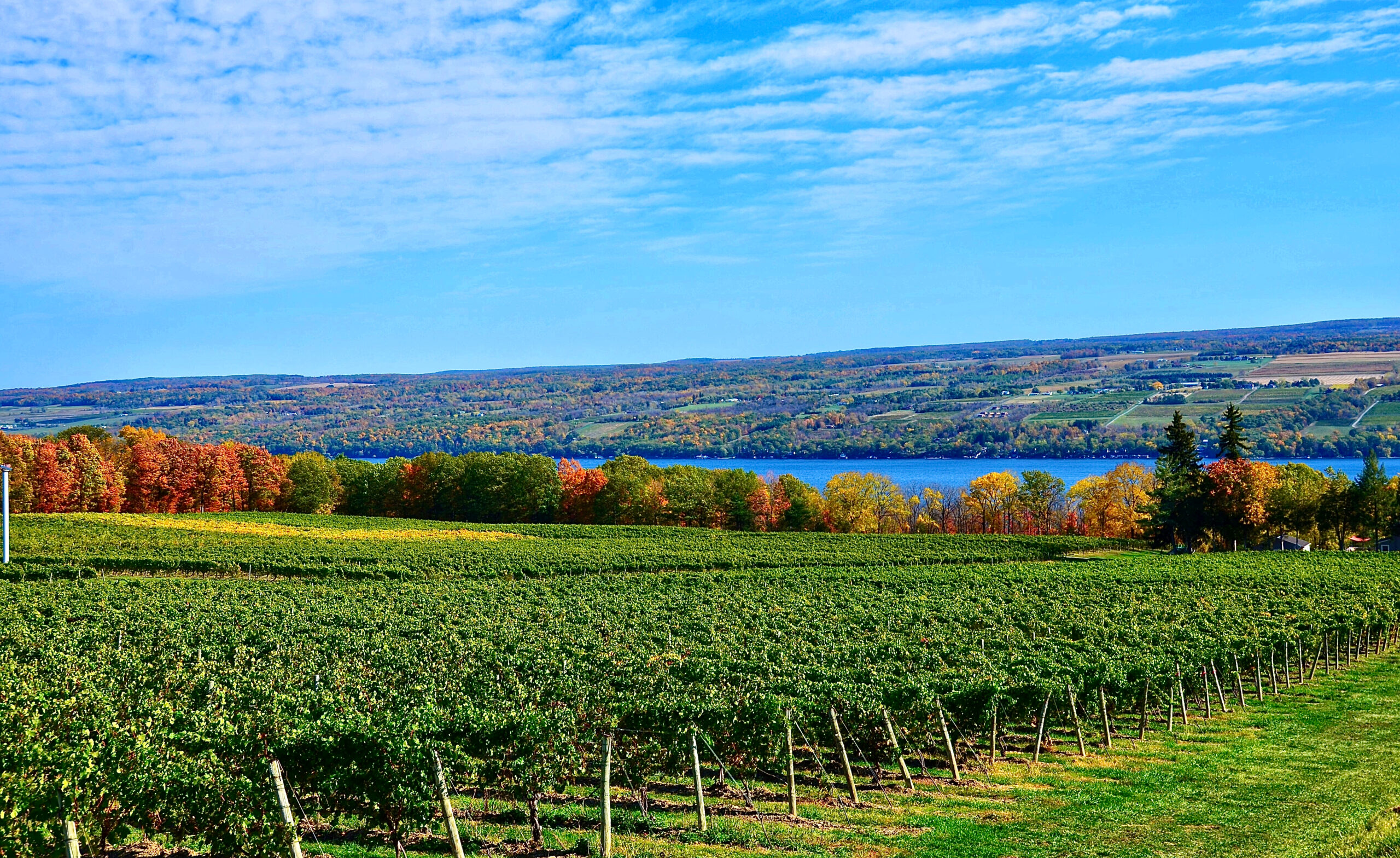 Landscape with grape vineyard, hills and Seneca Lake, in the heart of Finger Lakes Wine Country, New York