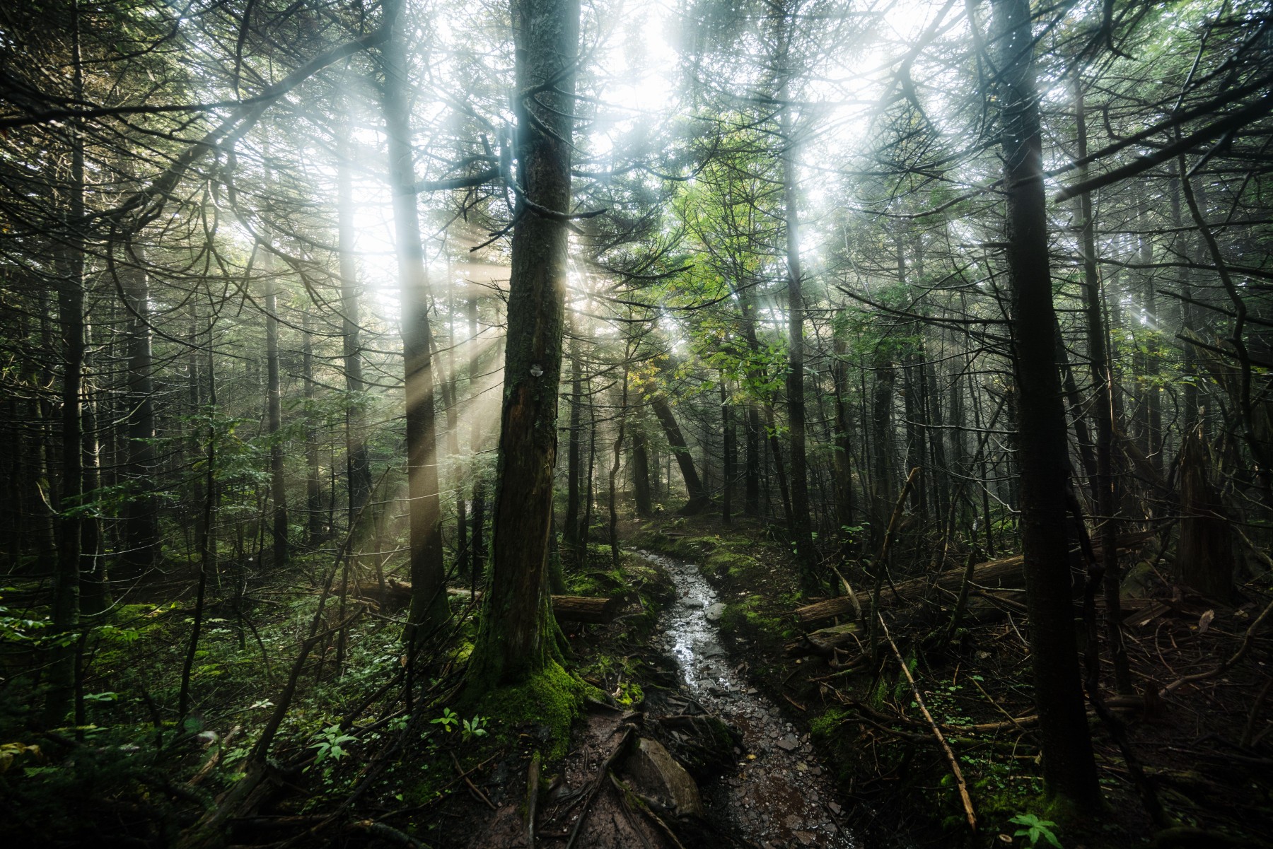 Scenic trail in Catskill, New York State