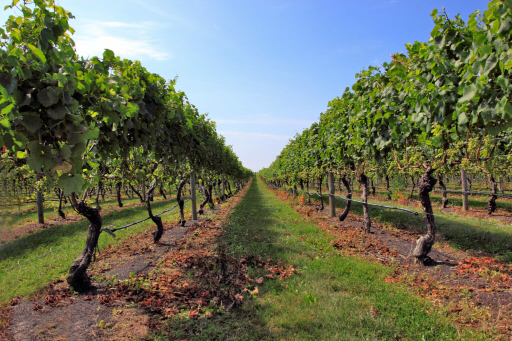 Vineyards in Long Island, New York