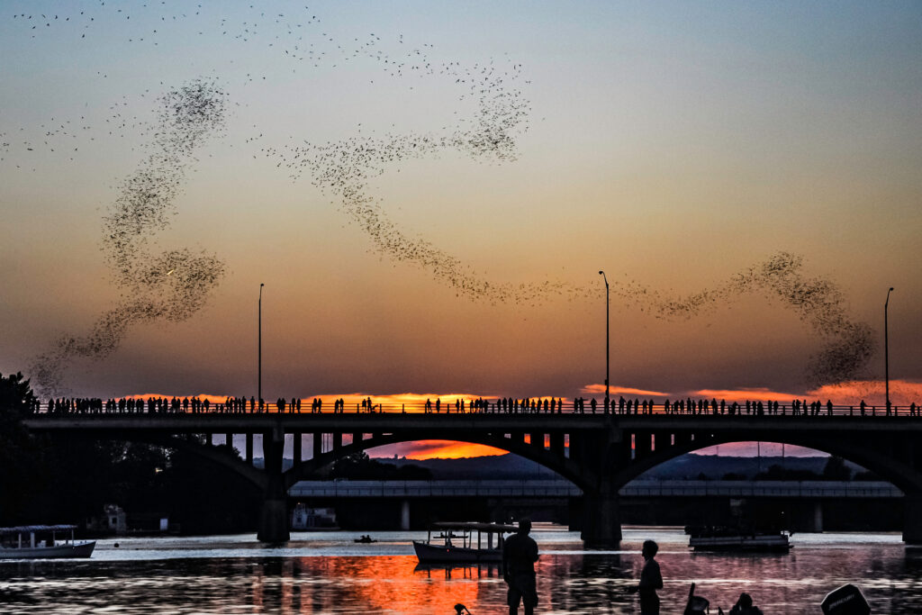 Bats flying out of the Congress Avenue Bridge at dusk