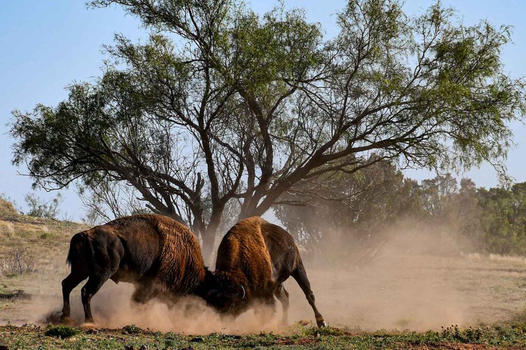 Bison in Caprock Canyon