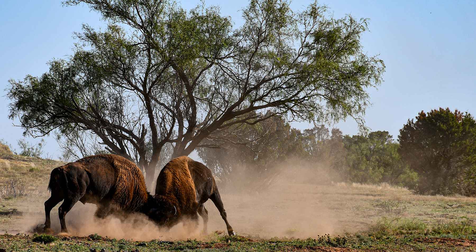 Bison in Caprock Canyon