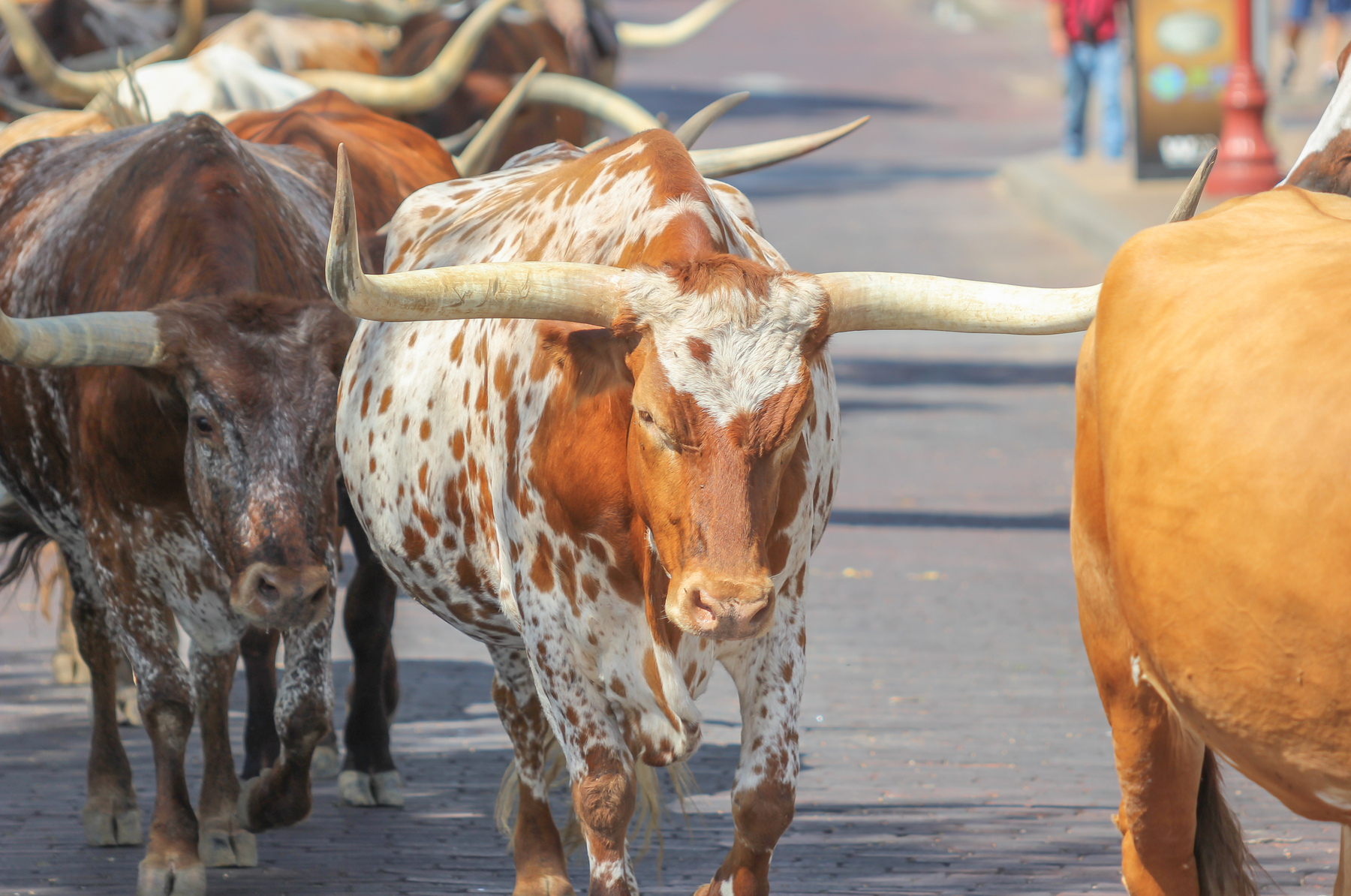 Long Horn Cattle on the streets of Fort Worth