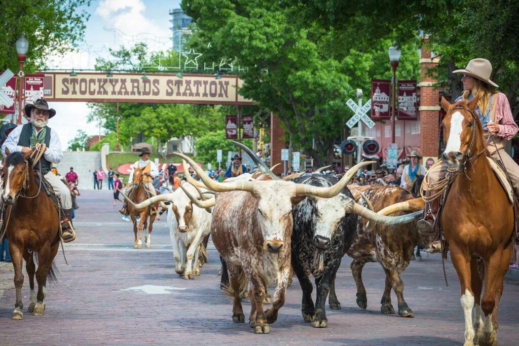 Cattle Drive Fort Worth