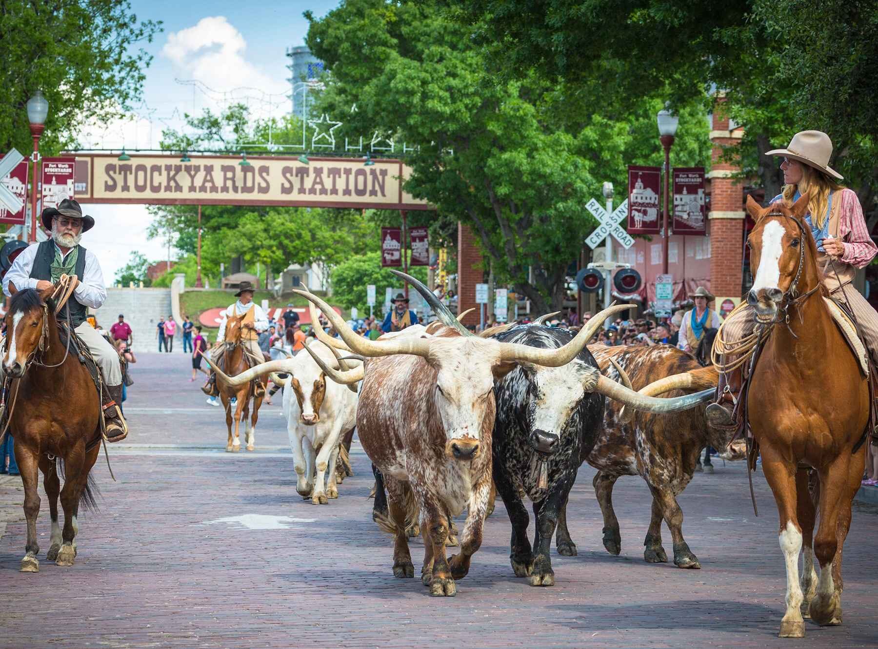 Cattle Drive Fort Worth