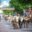 Cattle Drive Fort Worth