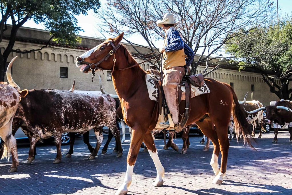 Cattle Drive Fort Worth