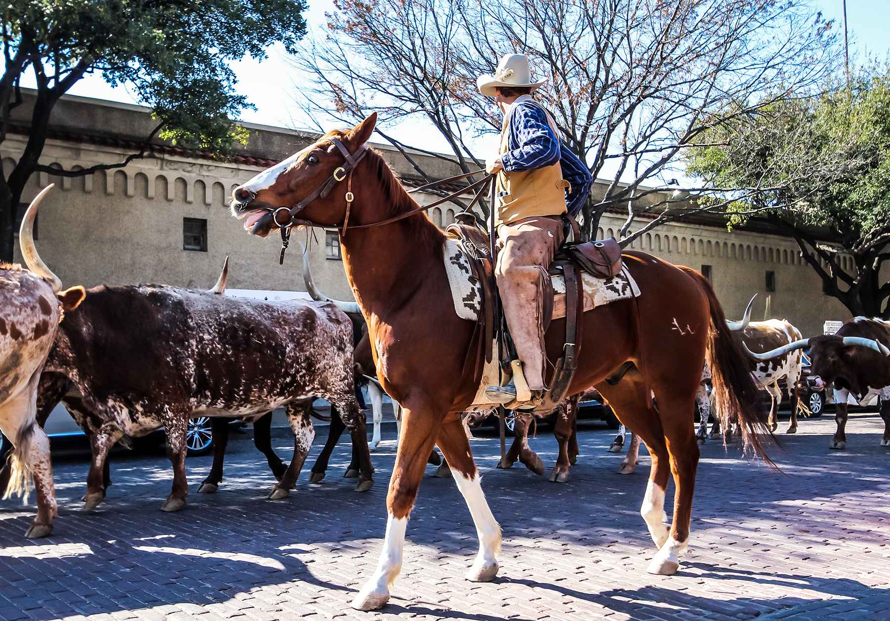 Cattle Drive Fort Worth