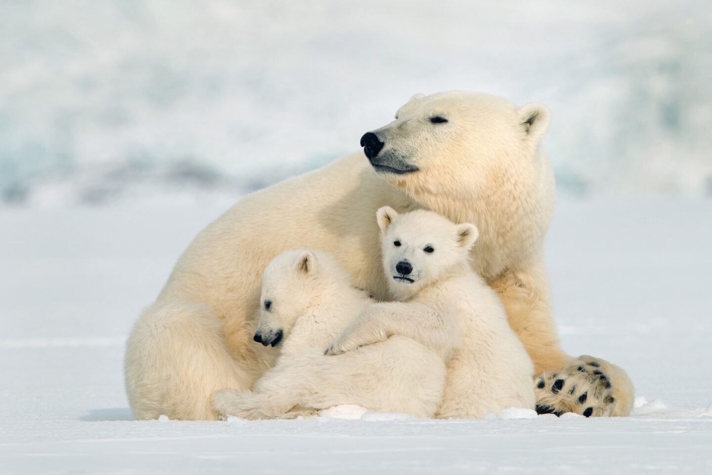 Polar bears