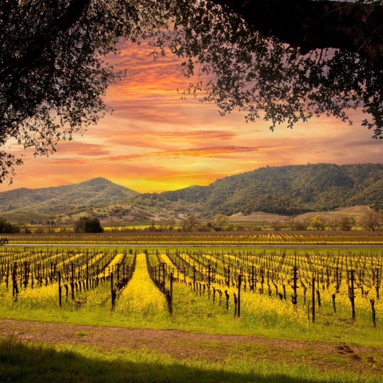 Vineyards in Napa