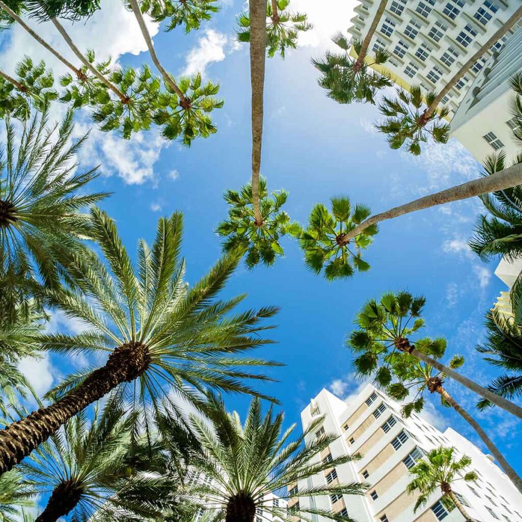 Palm trees Miami