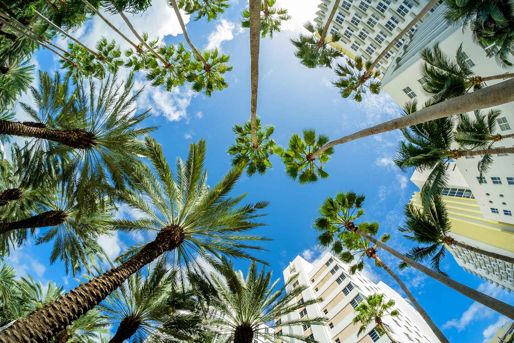 Palm trees Miami