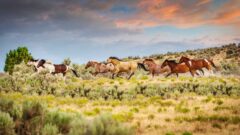 Young wild horses in Utah