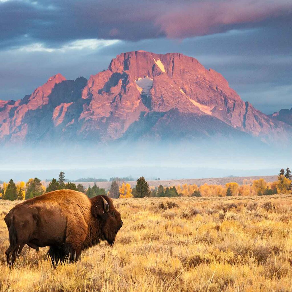 Bison near Mount Moran Wyoming