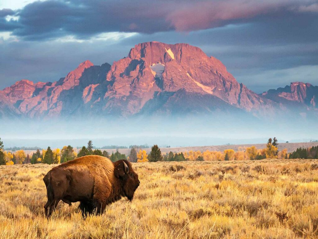 Bison near Mount Moran Wyoming