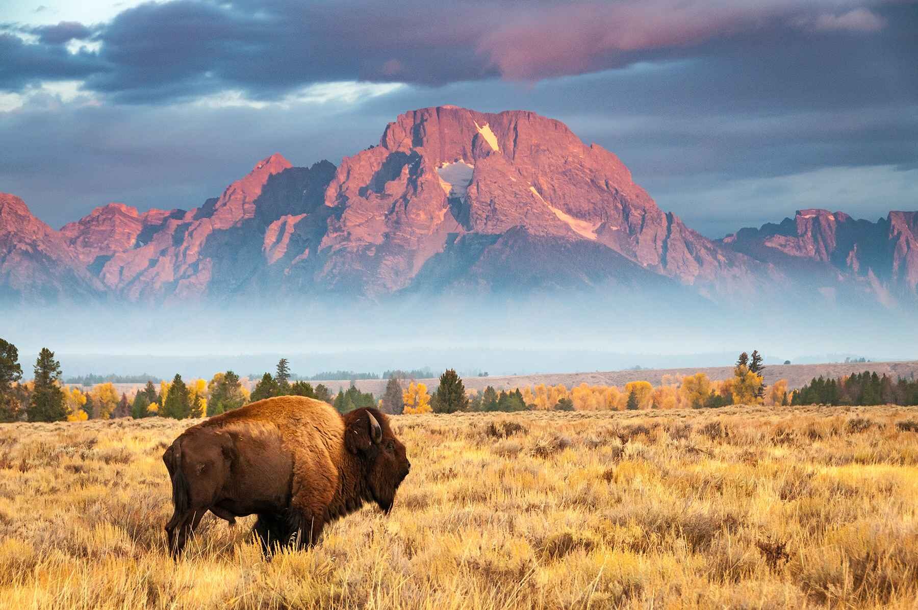 Bison near Mount Moran Wyoming