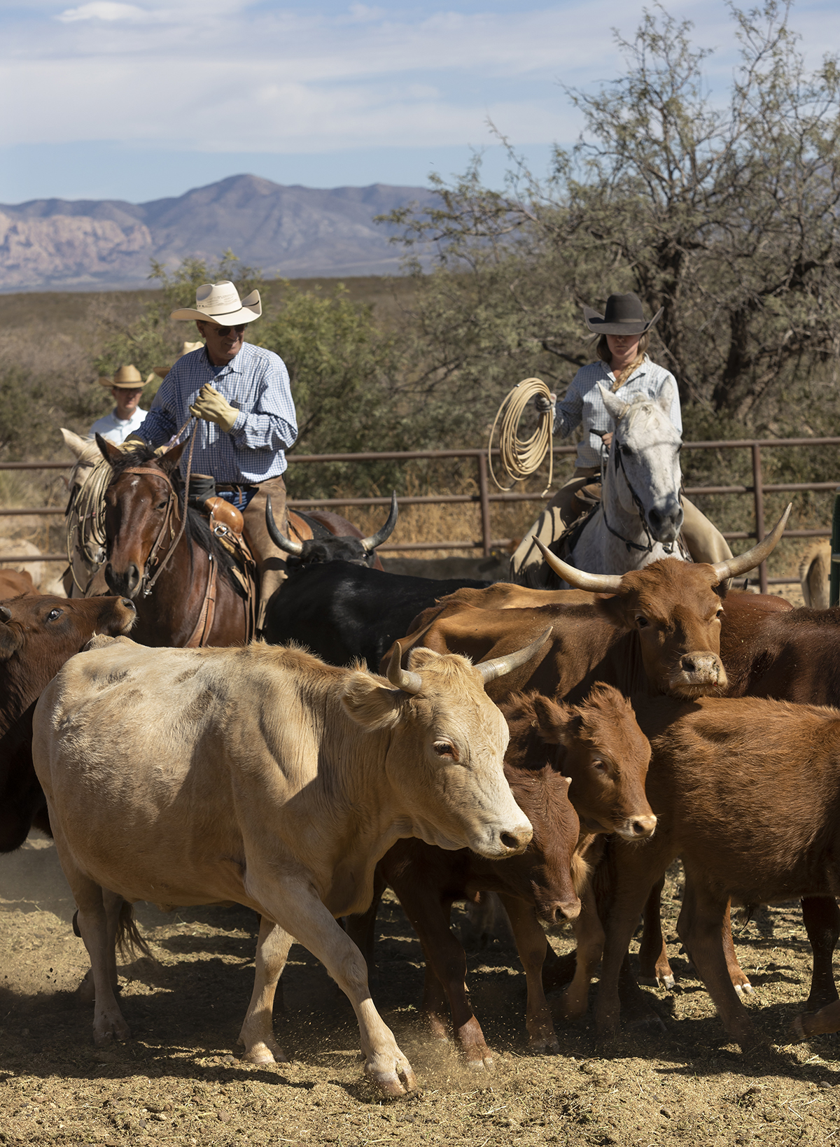 Cattle at the ranch