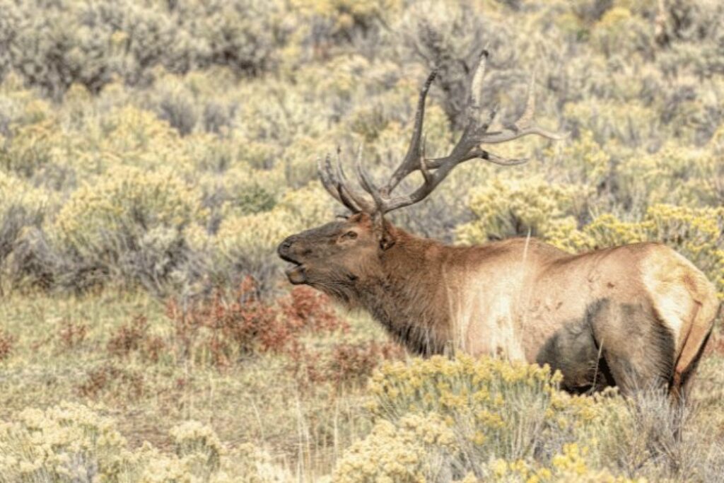 Elk in Yellowstone National Park