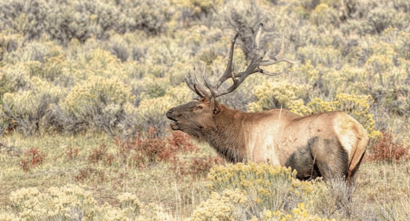 Elk in Yellowstone National Park