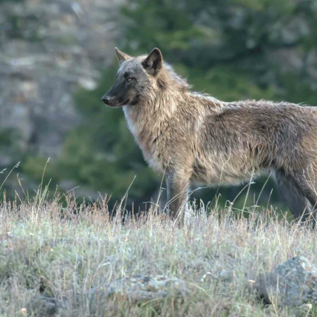 Wolf in Yellowstone National Park