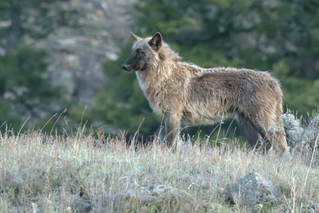 Wolf in Yellowstone National Park