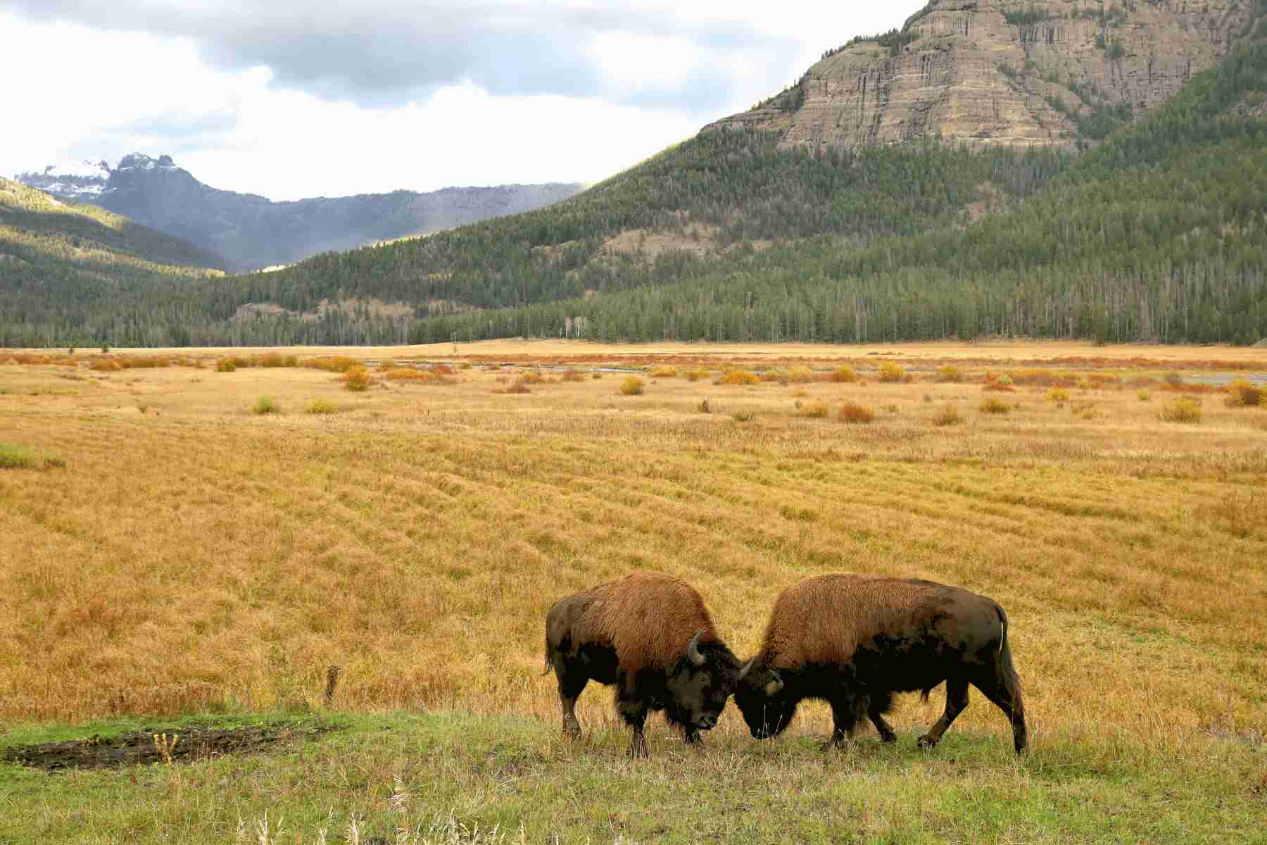 Yellowstone National Park