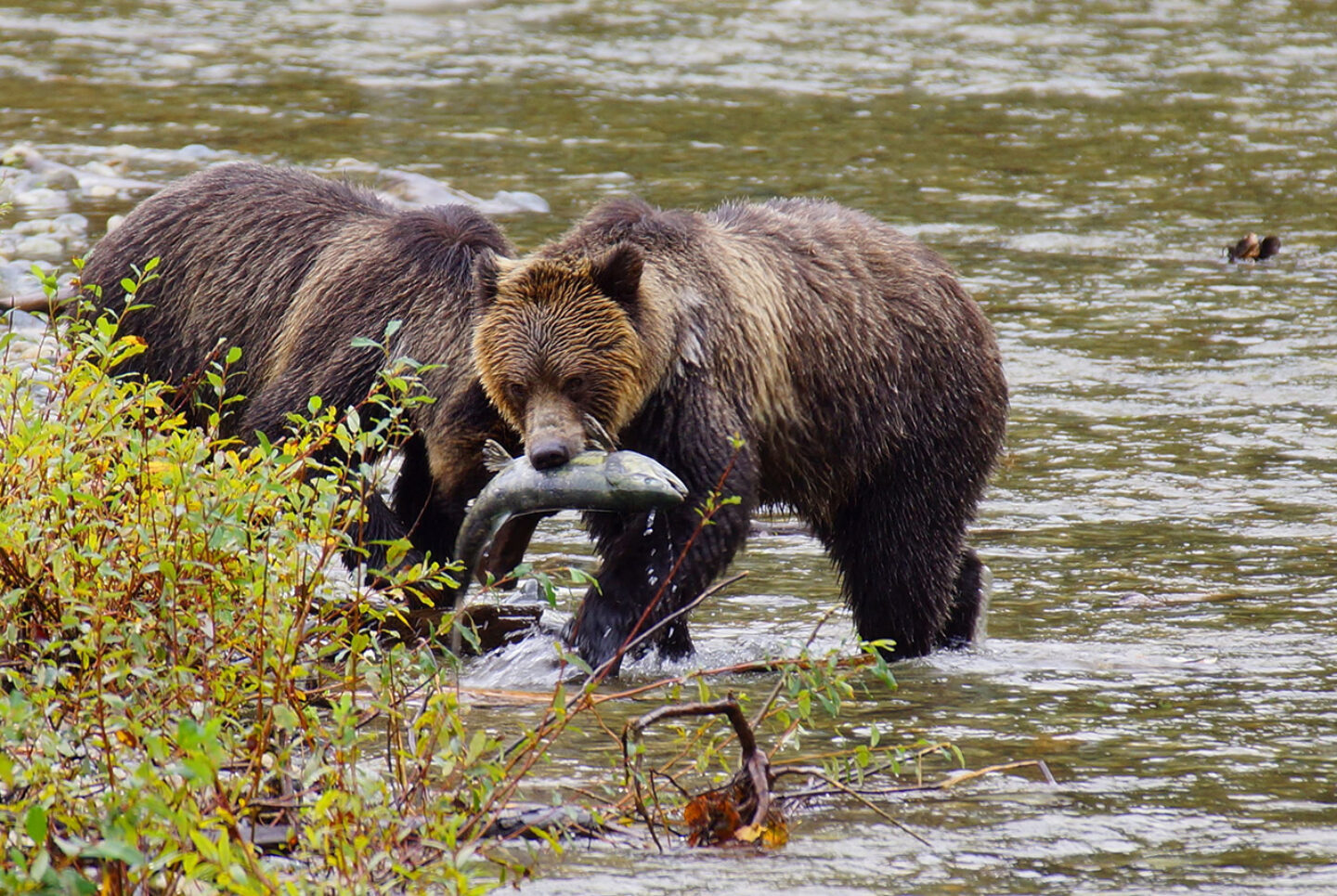 Grizzly Bears in The Great Bear Rainforest