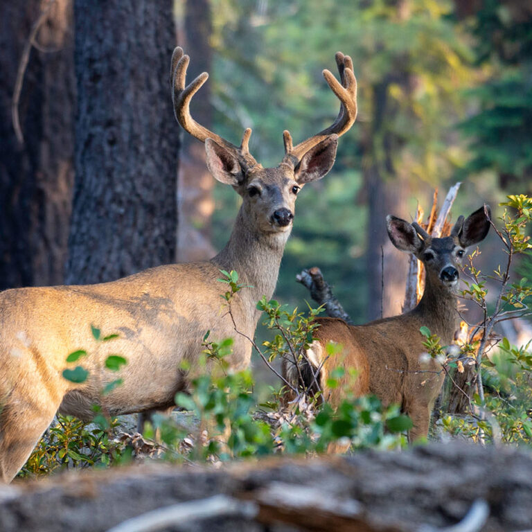 Two mule deer bucks at Yosemite National Park in California.