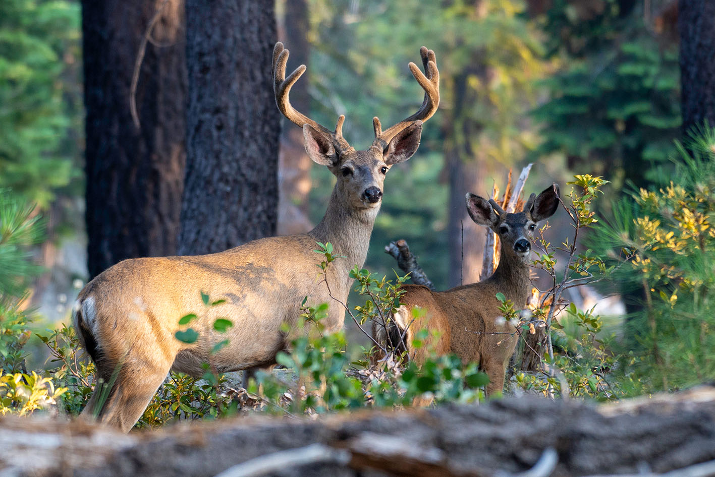 Two mule deer bucks at Yosemite National Park in California.