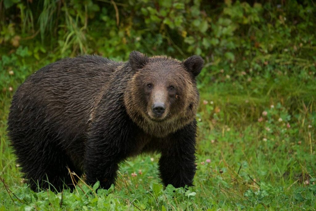 Grizzly bear in the Great Bear Rainforest, British Columbia